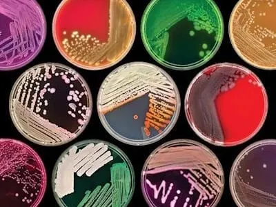 Milieu de culture microbiologique — sourcing en Turquie